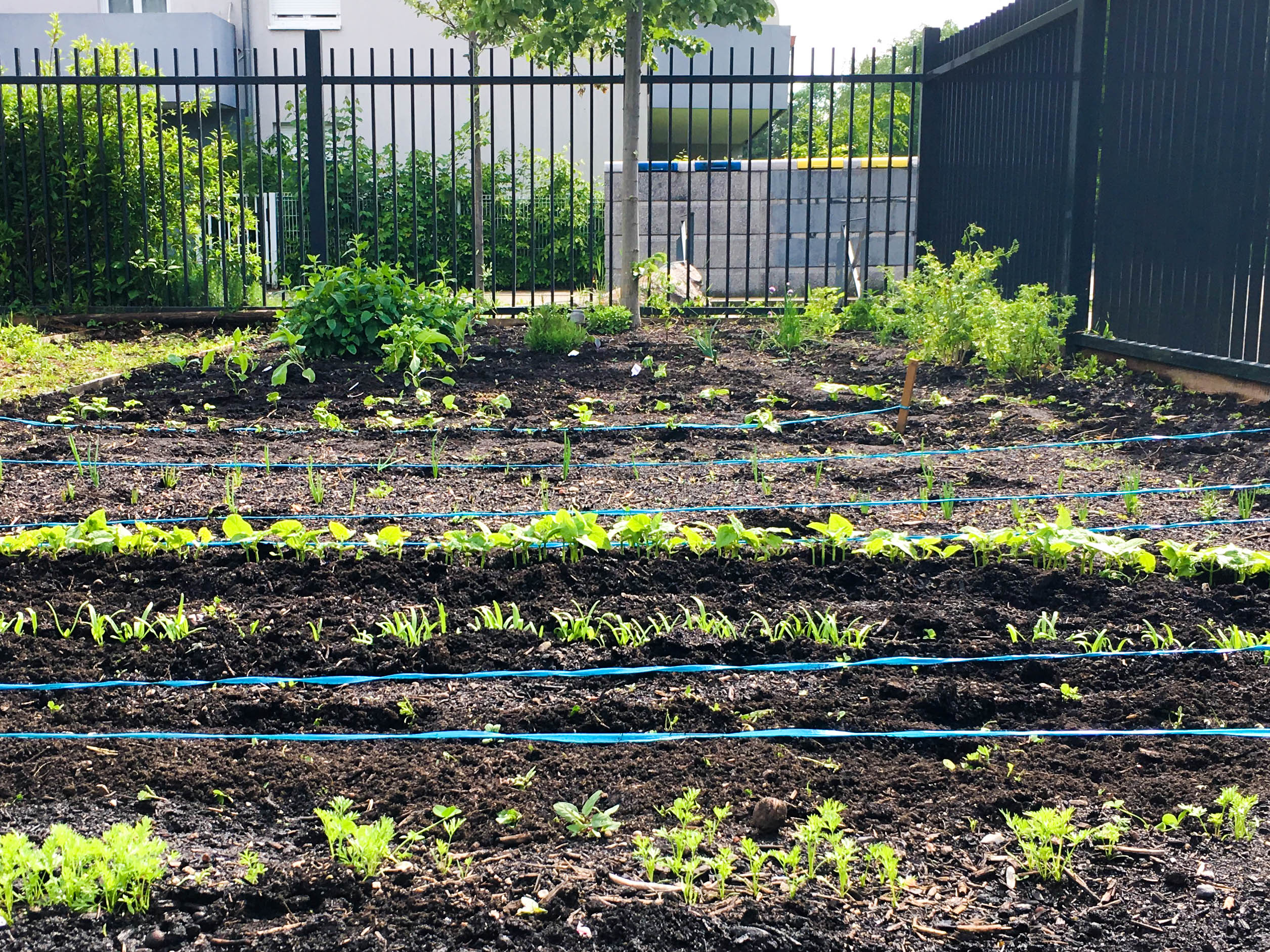 Jardin partagé 2018