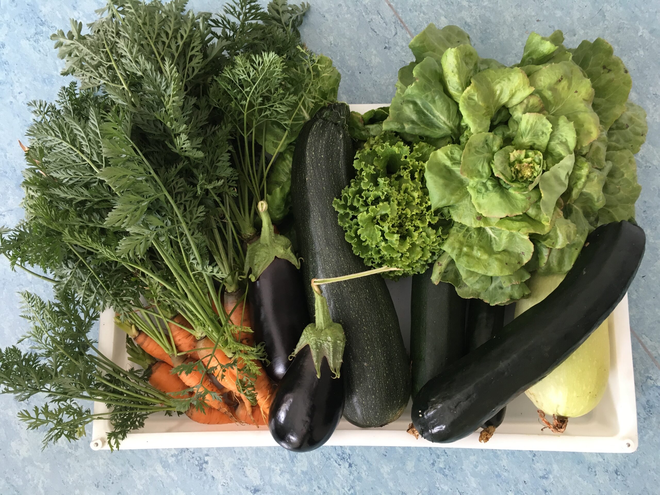 Jardin partagé 2019