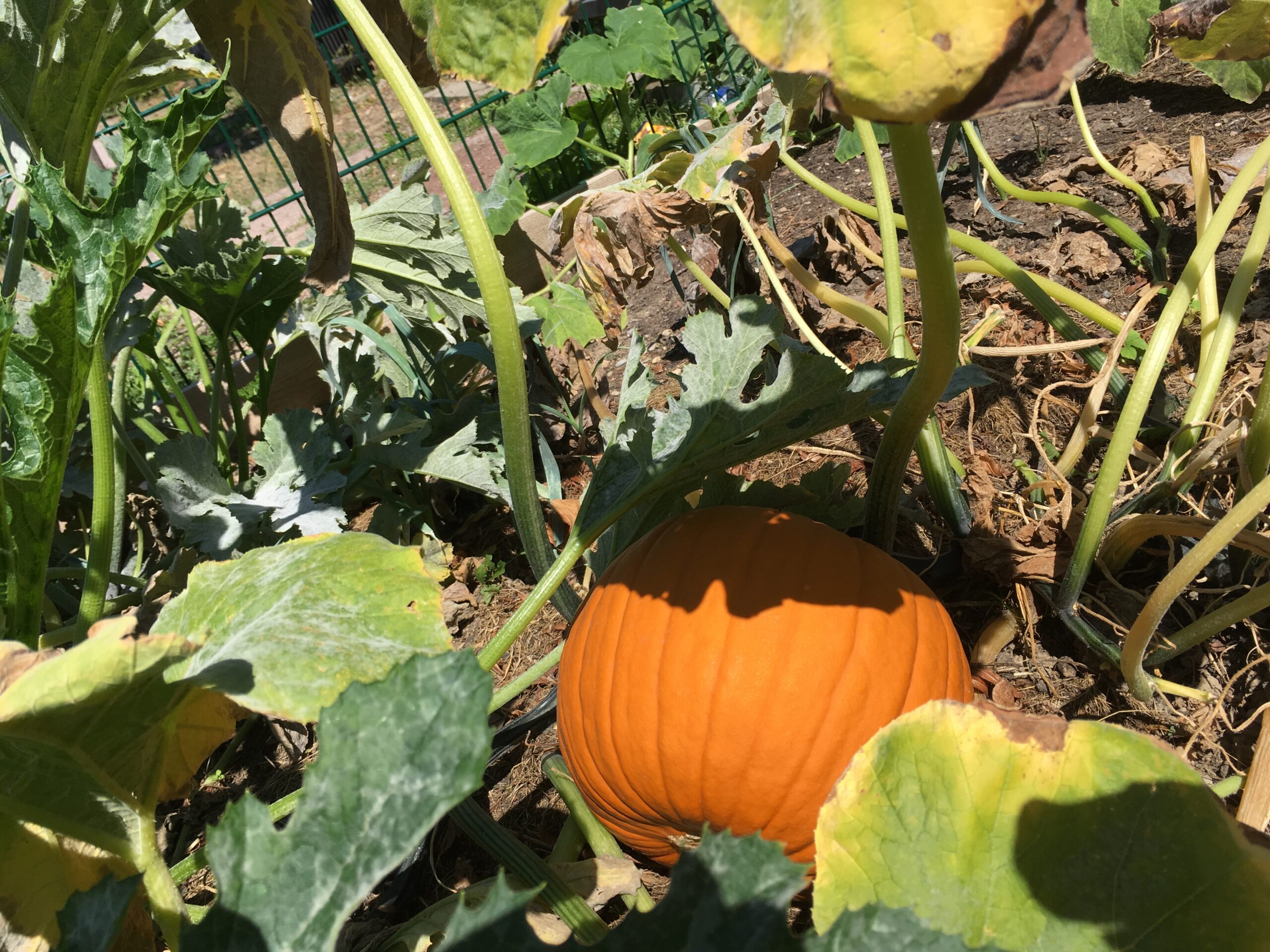 Jardin partagé 2019